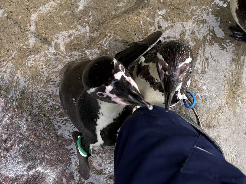フンボルトペンギンせっかちな個体