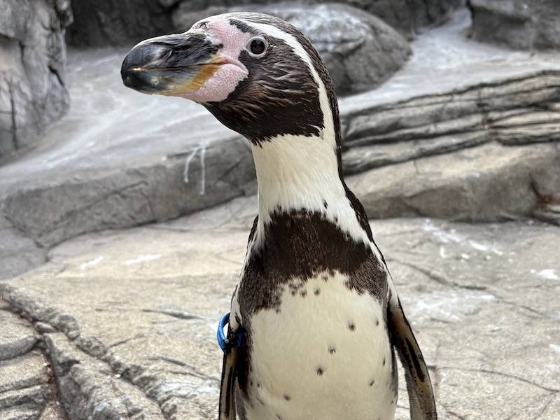 トビペンギン　ヤマドラン　妖精の贈り物　ツルプルン　メガソニックアイ 良品/大人気】遊戯王 リミテッドエディション1 ヤマドラン くい