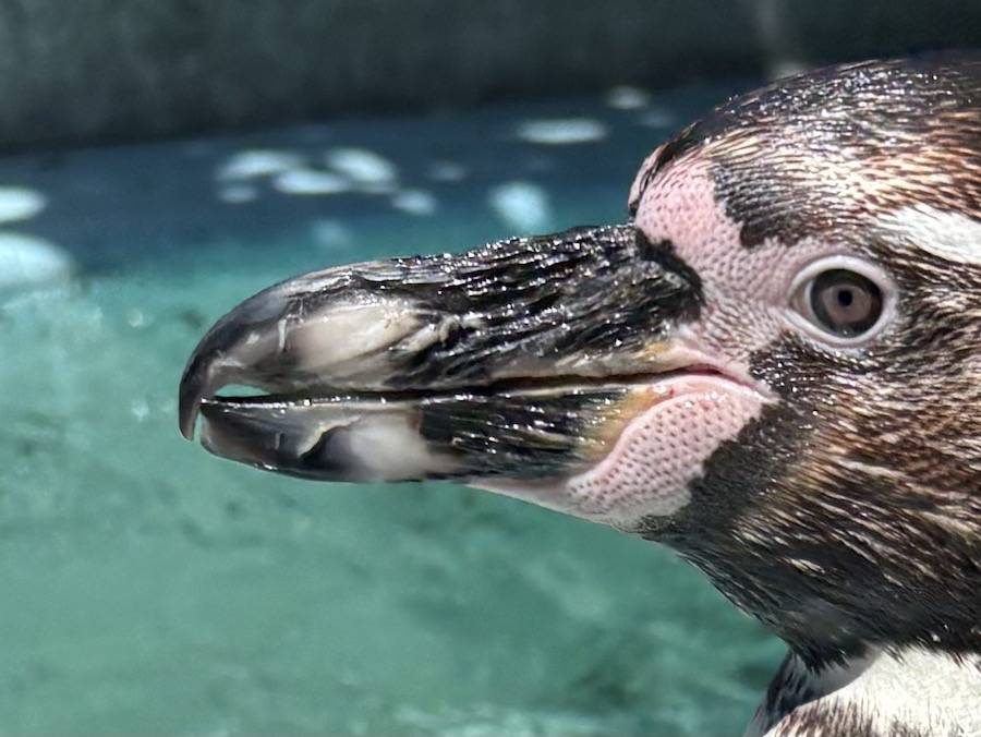フンボルトペンギンのくちばし