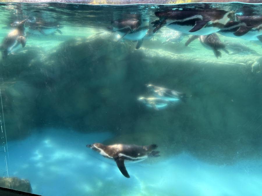 園路から見たフンボルトペンギン