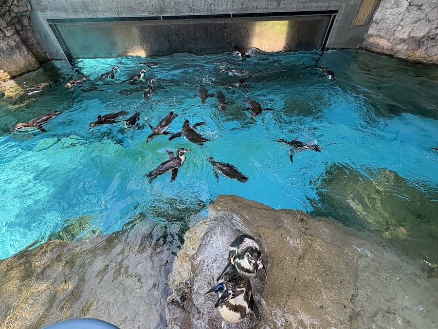 フンボルトペンギン展示場