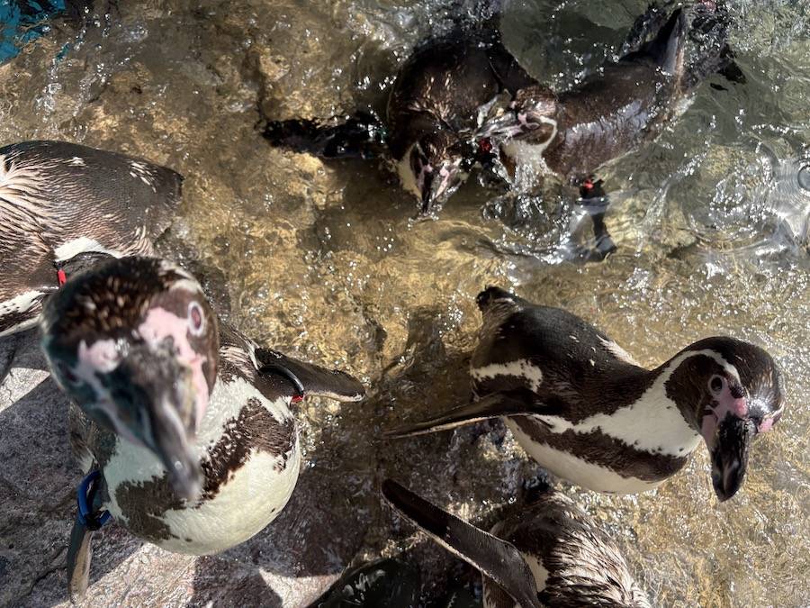 飼育担当の足元でエサを待つフンボルトペンギン