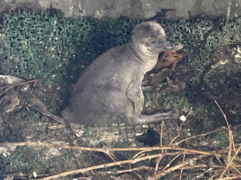 フンボルトペンギン12日齢