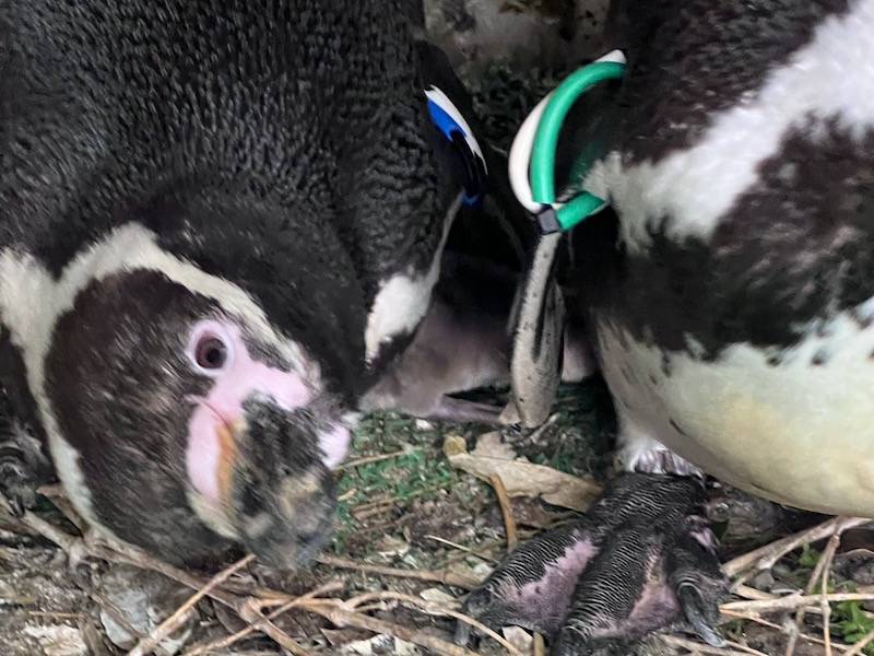 フンボルトペンギン0日齢