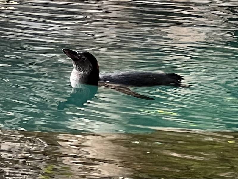 フンボルトペンギンのヒナ