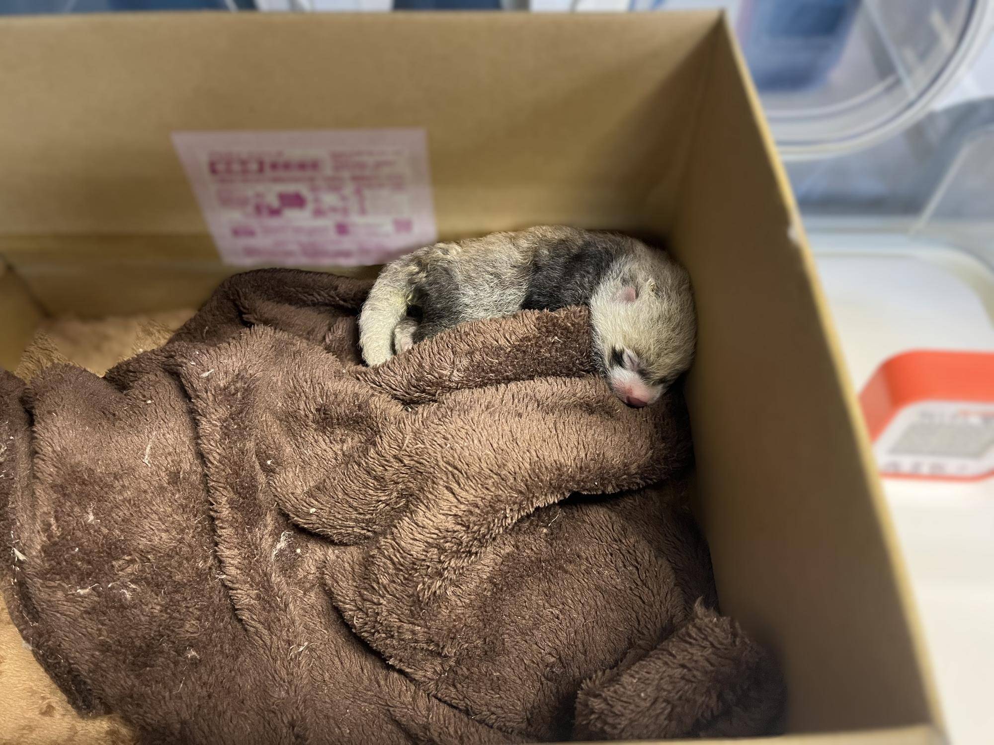 6.29パンダの赤ちゃん 人工.jpg