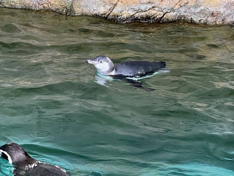 フンボルトペンギン68日齢