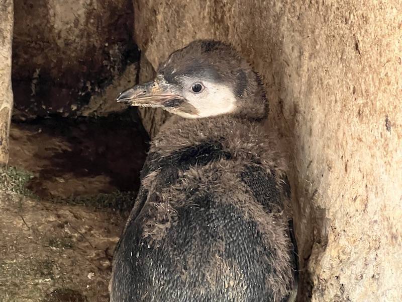 フンボルトペンギン