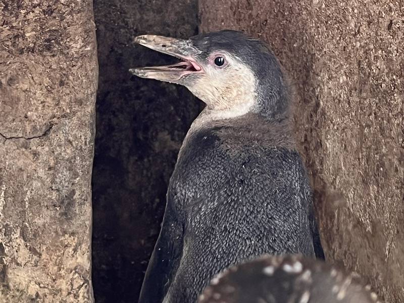 フンボルトペンギン67日齢
