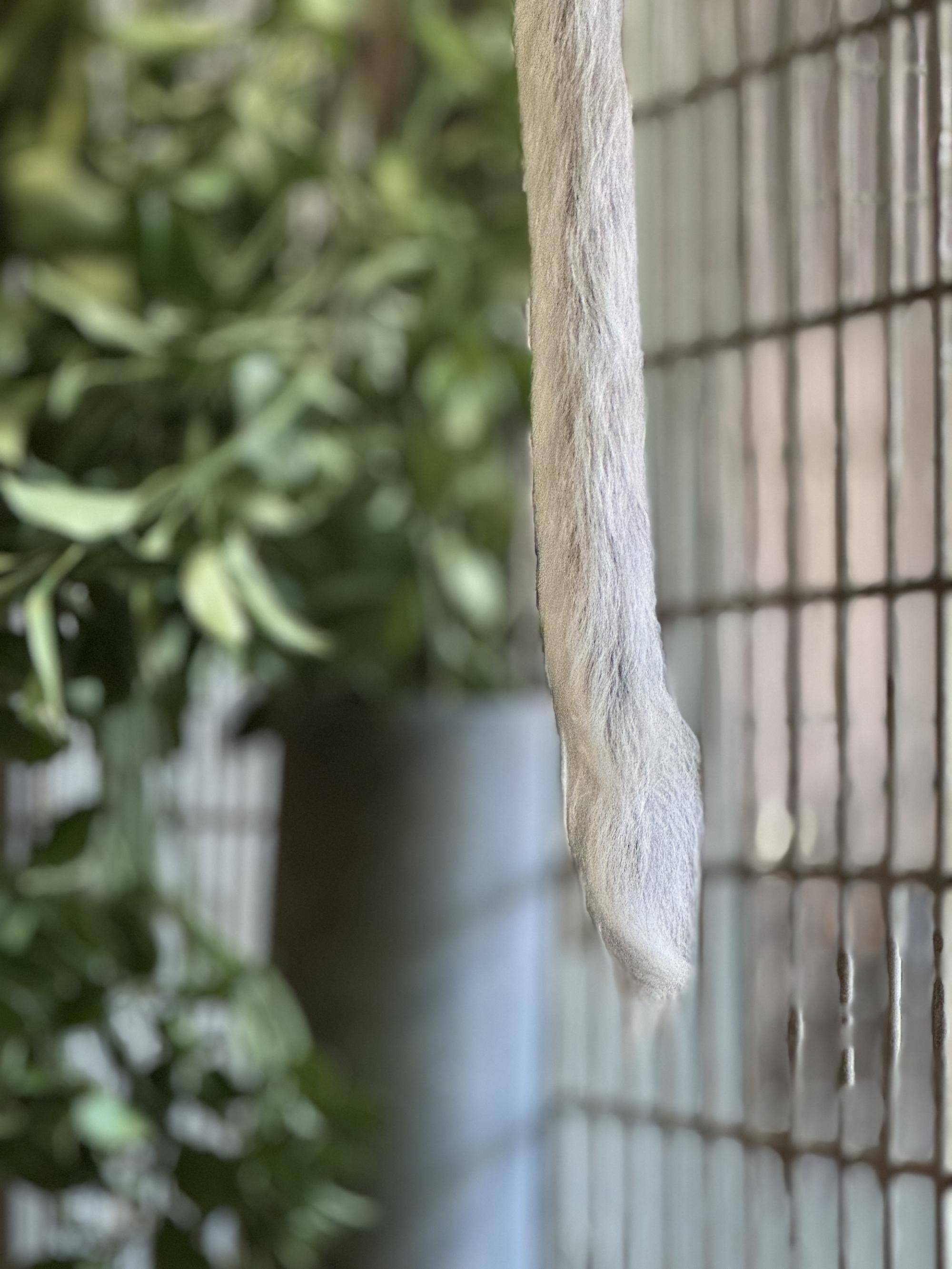 ジャスミン尻尾 (1)先がくるくるしている。この日だけかな、いつもかな。.jpg