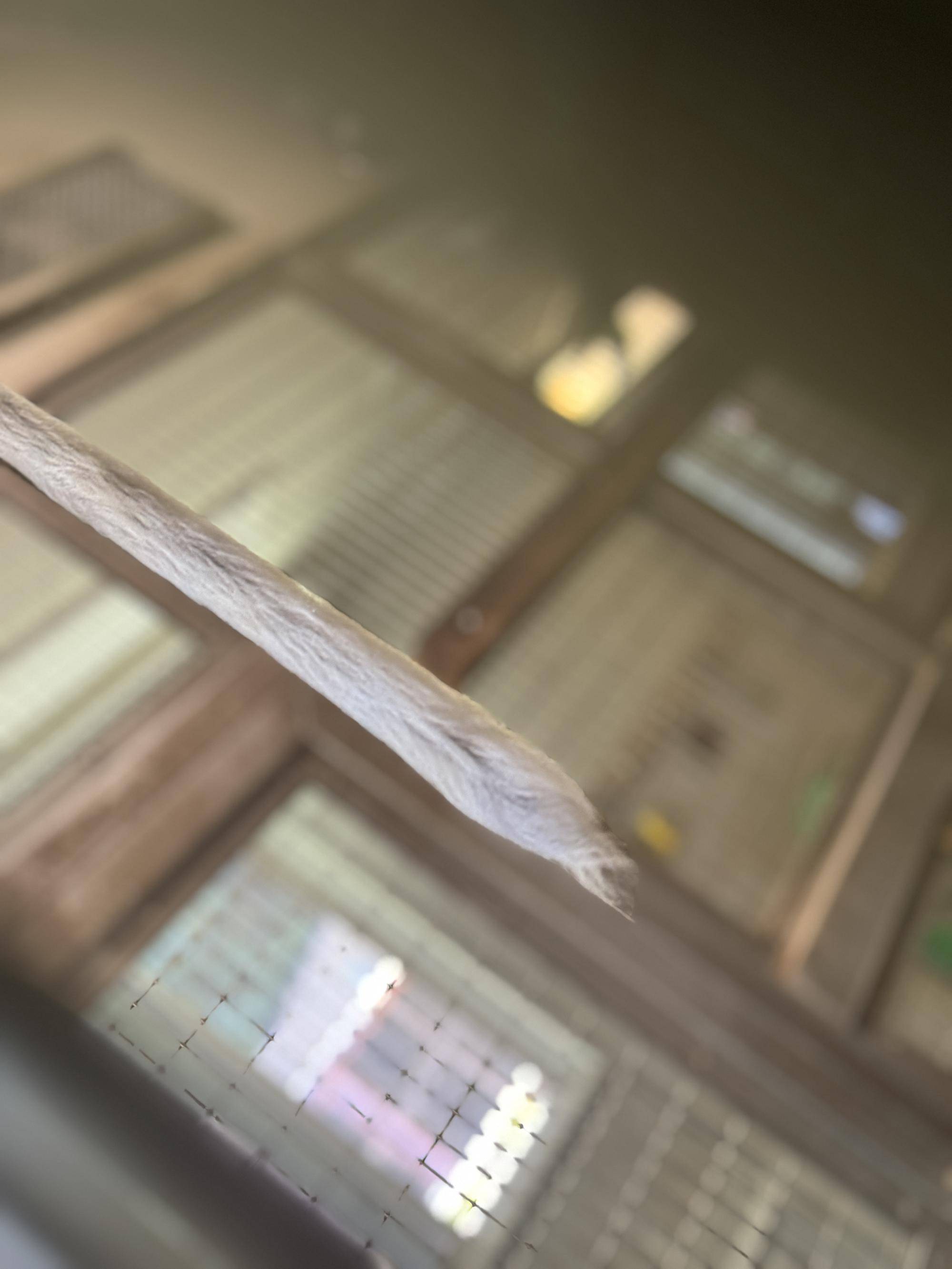 ジャスミン尻尾 (2).jpg