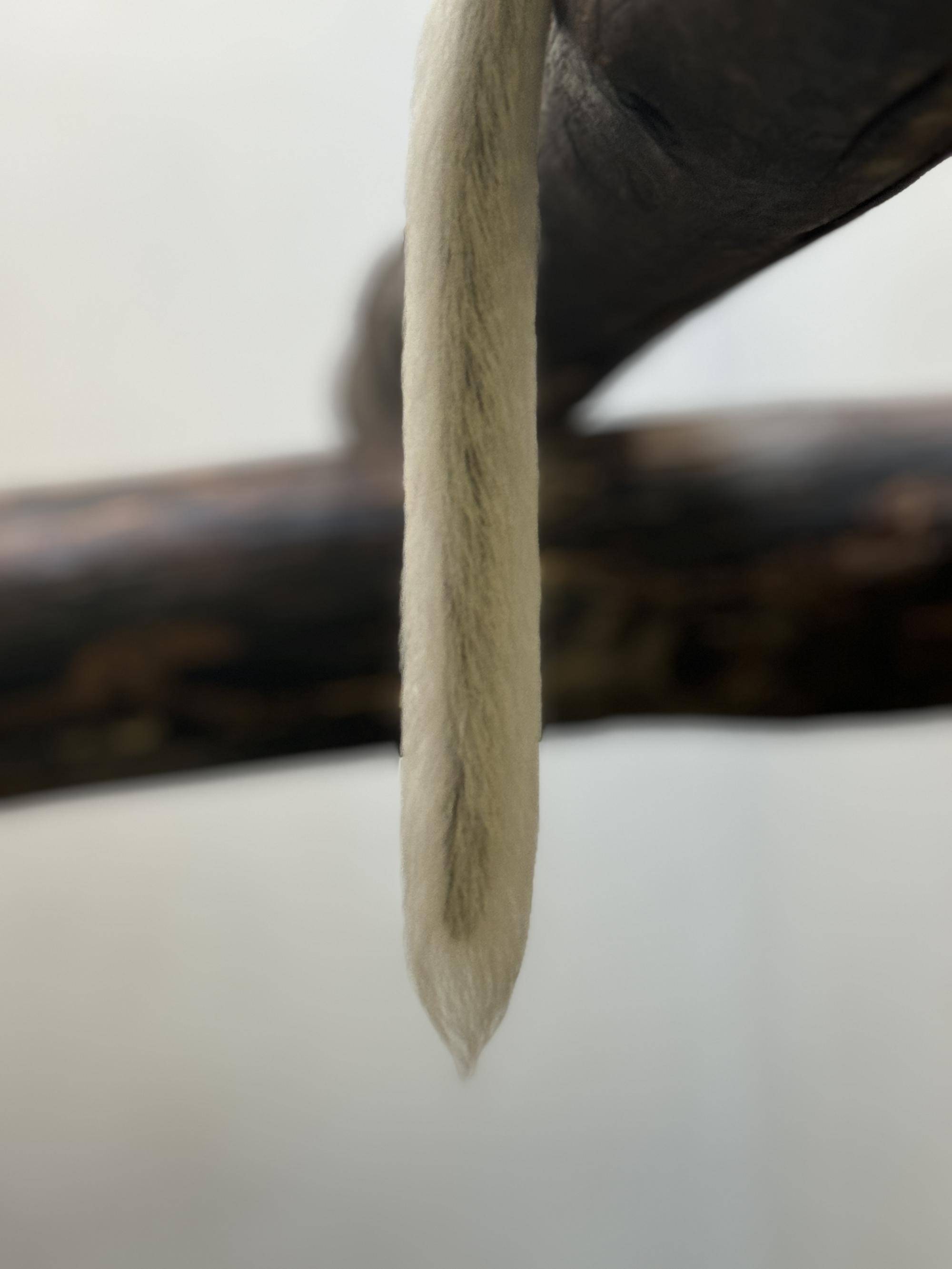 エミの尻尾 (2).jpg