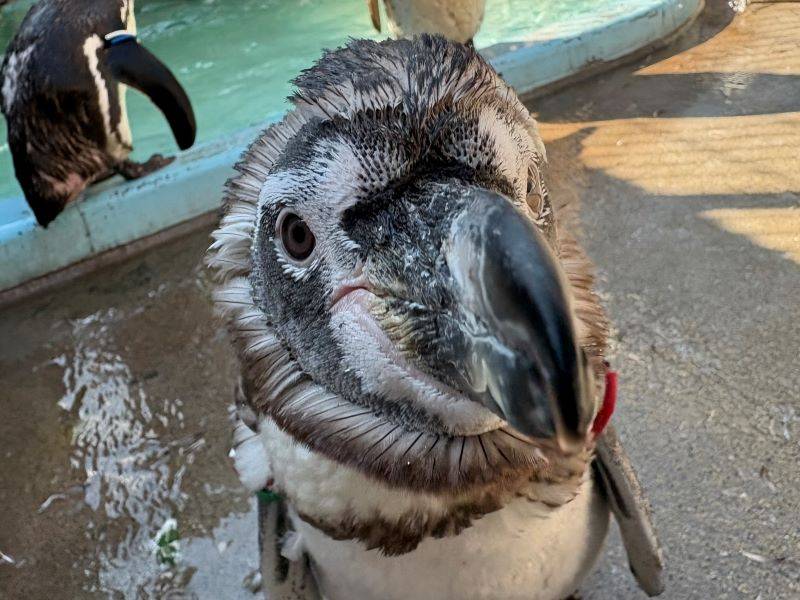 換羽中のフンボルトペンギン.jpg