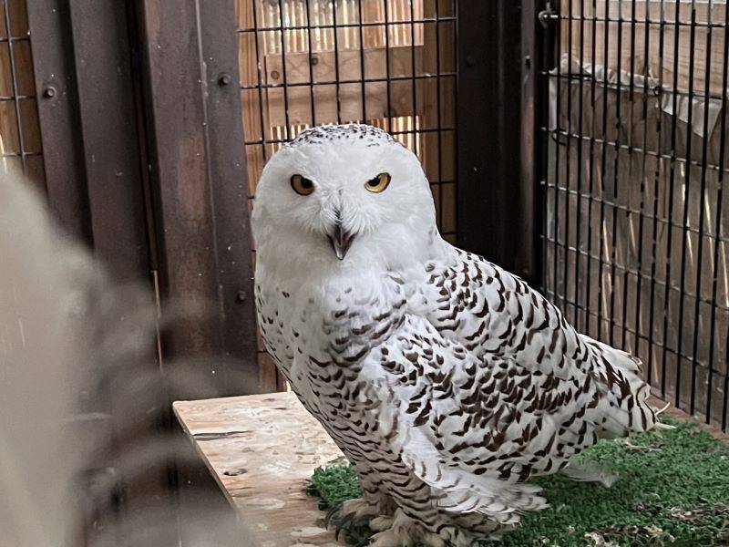換羽のあれこれ|飼育日誌｜ブログ|よこはま動物園ズーラシア公式