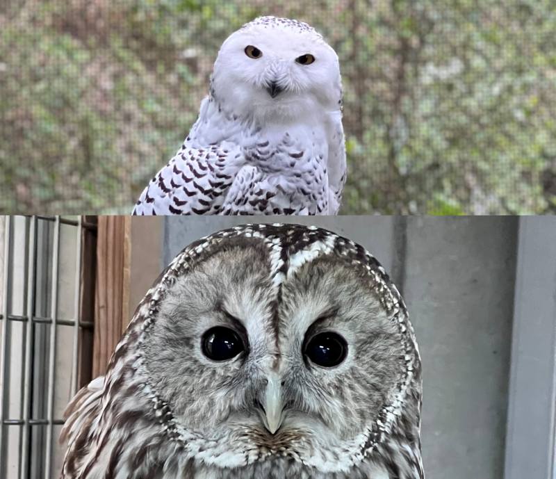 換羽のあれこれ|飼育日誌｜ブログ|よこはま動物園ズーラシア公式