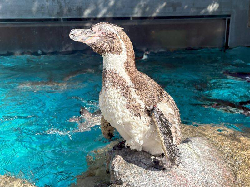 換羽中のフンボルトペンギン.jpg