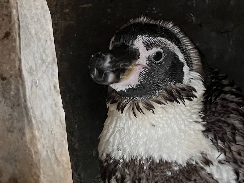 たてがみのような姿になったフンボルトペンギン