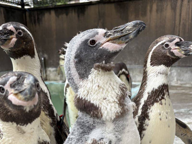 首周りだけ羽毛が残ったフンボルトペンギン.jpg