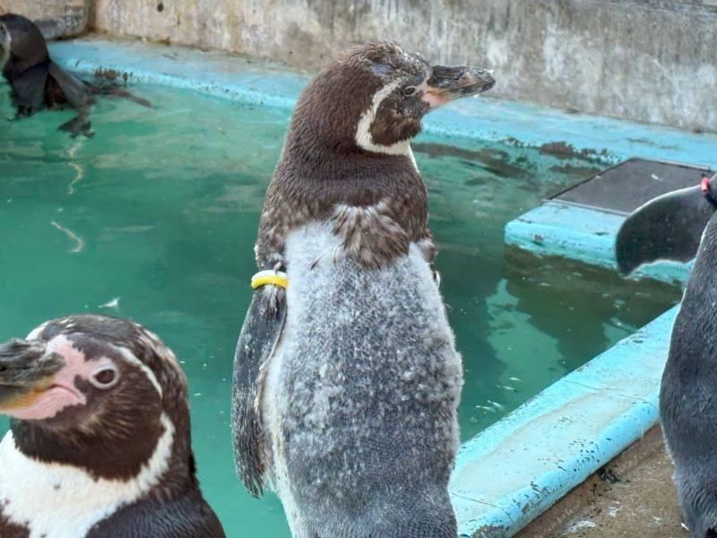背中の羽毛が抜けたフンボルトペンギン.jpg