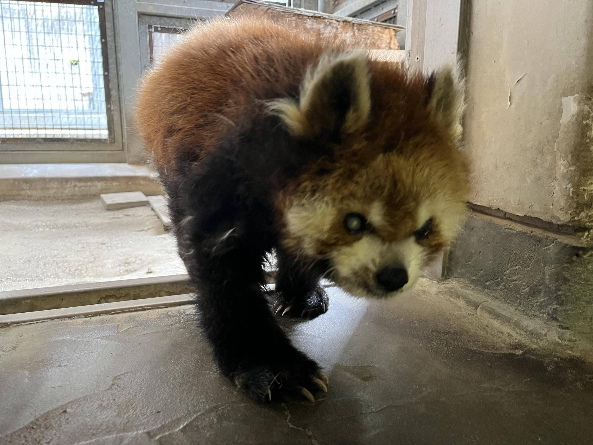 レッサーパンダのララ (9).jpg