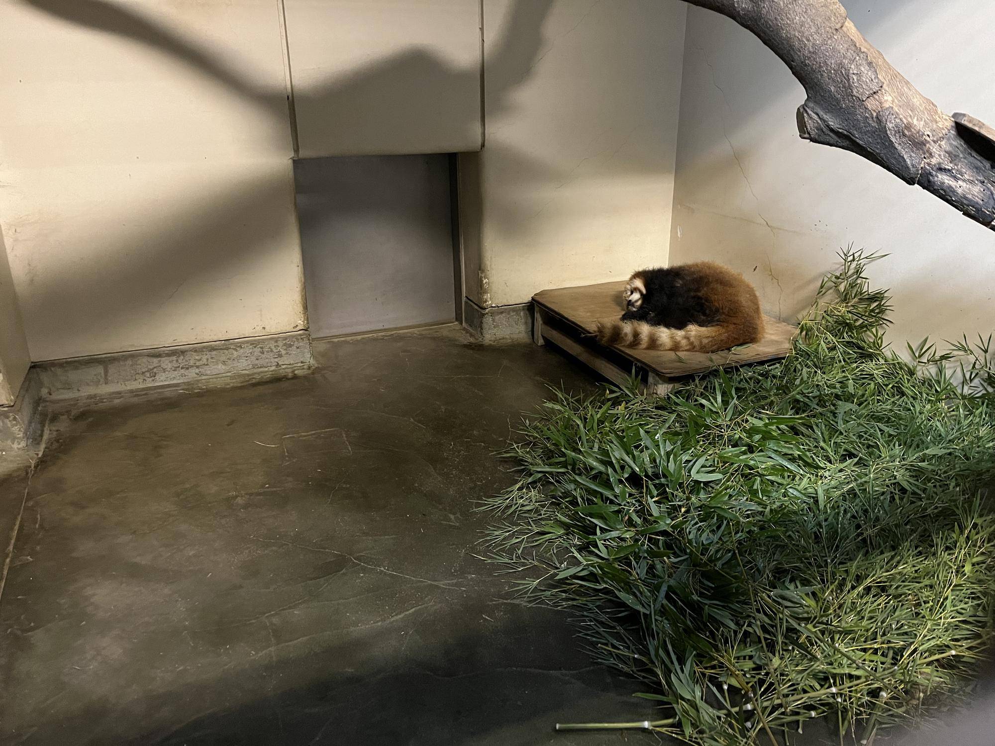 レッサーパンダのララ (6).jpg