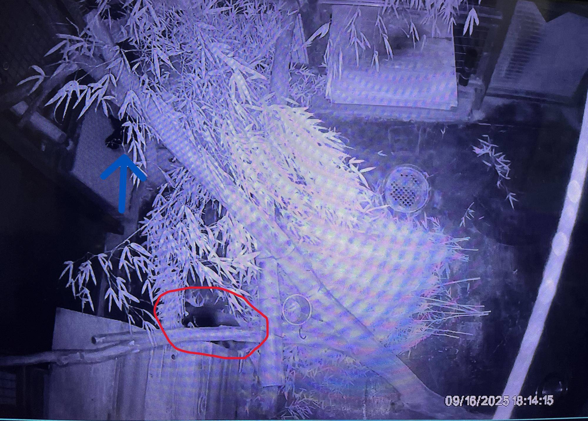 0916 巣箱から仔が出てきた.jpg