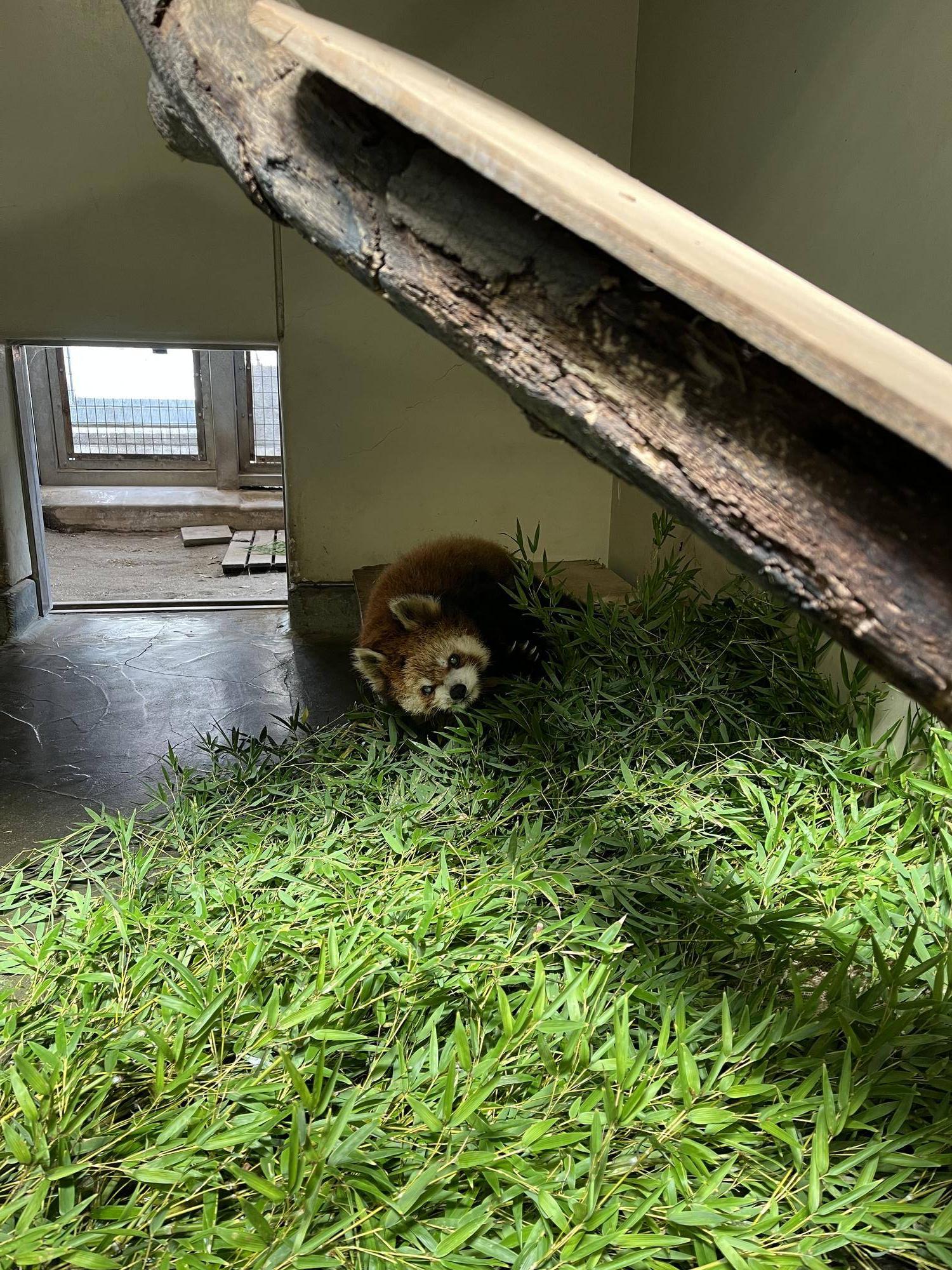 レッサーパンダのララ (3).jpg