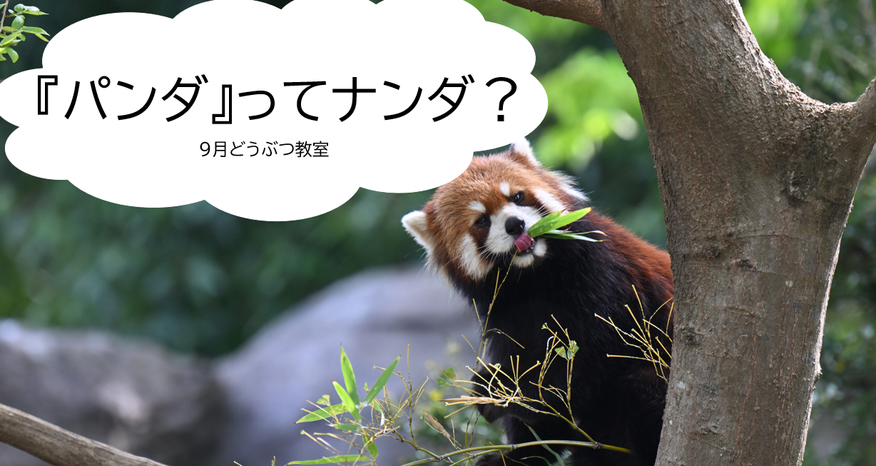 パンダってナンダ.png