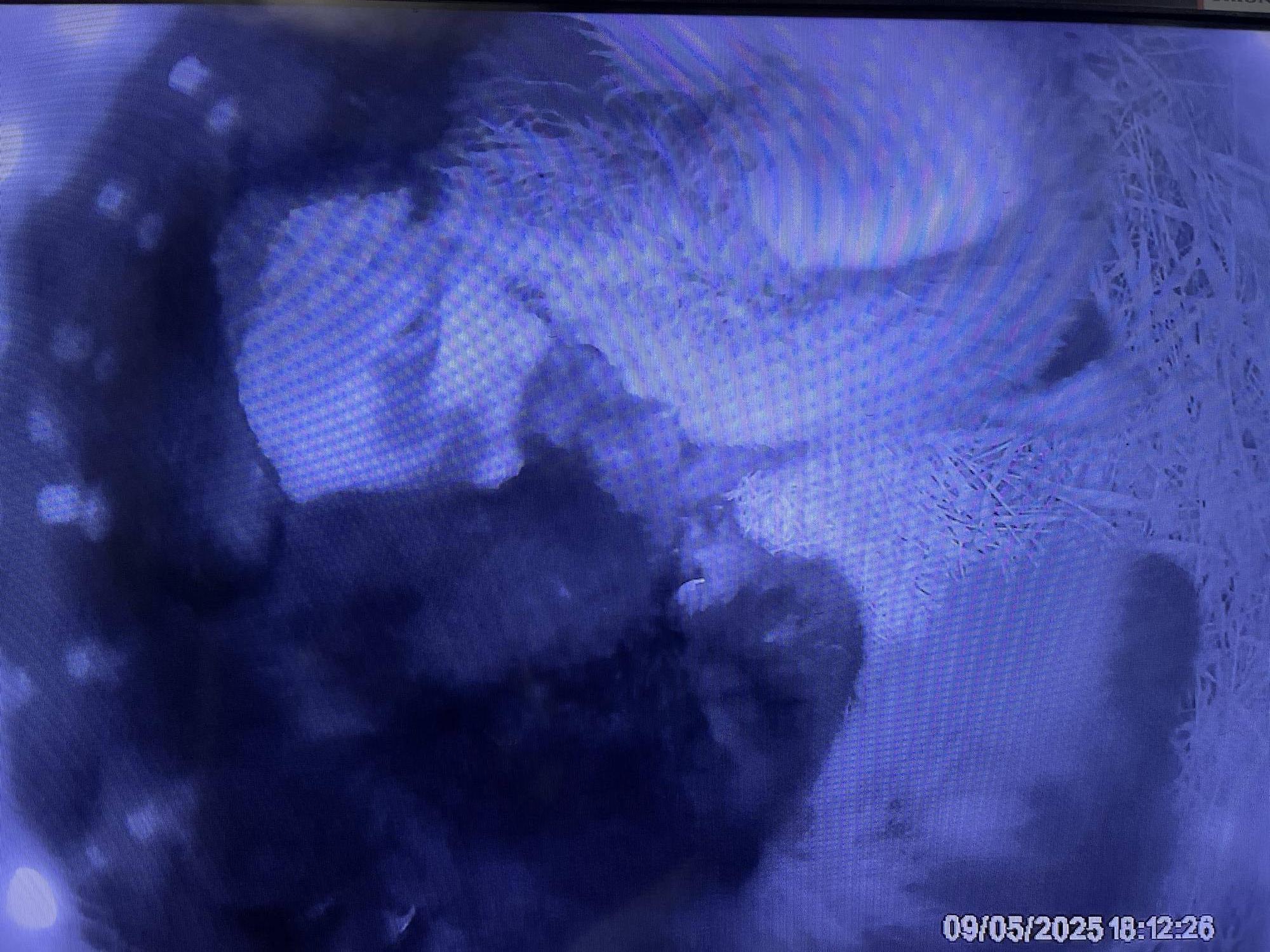 0905 口元よく舐める.jpg