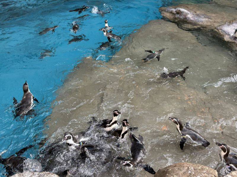 ペンギン展示場.jpg