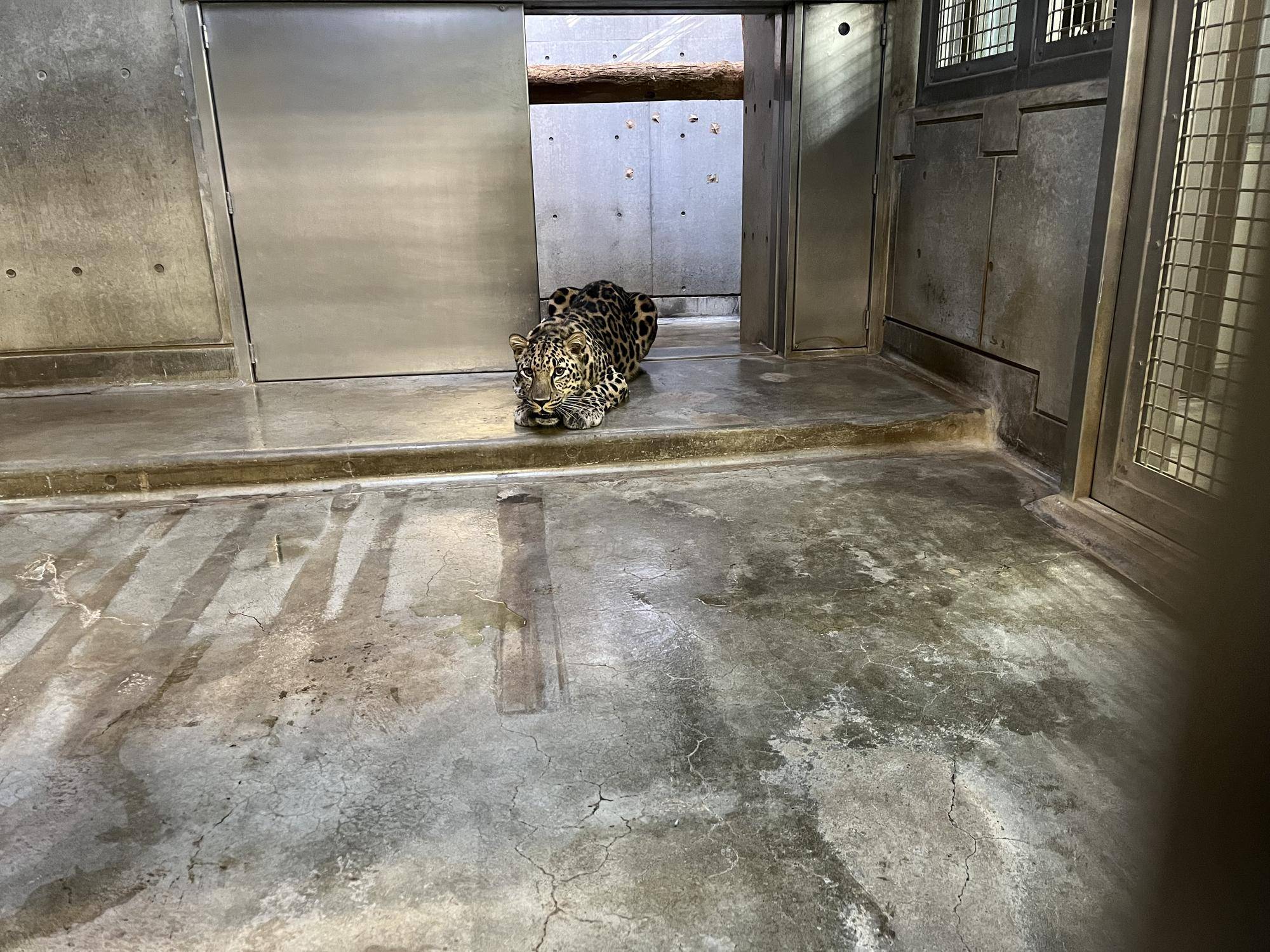 アムールヒョウのトライ (3).jpg