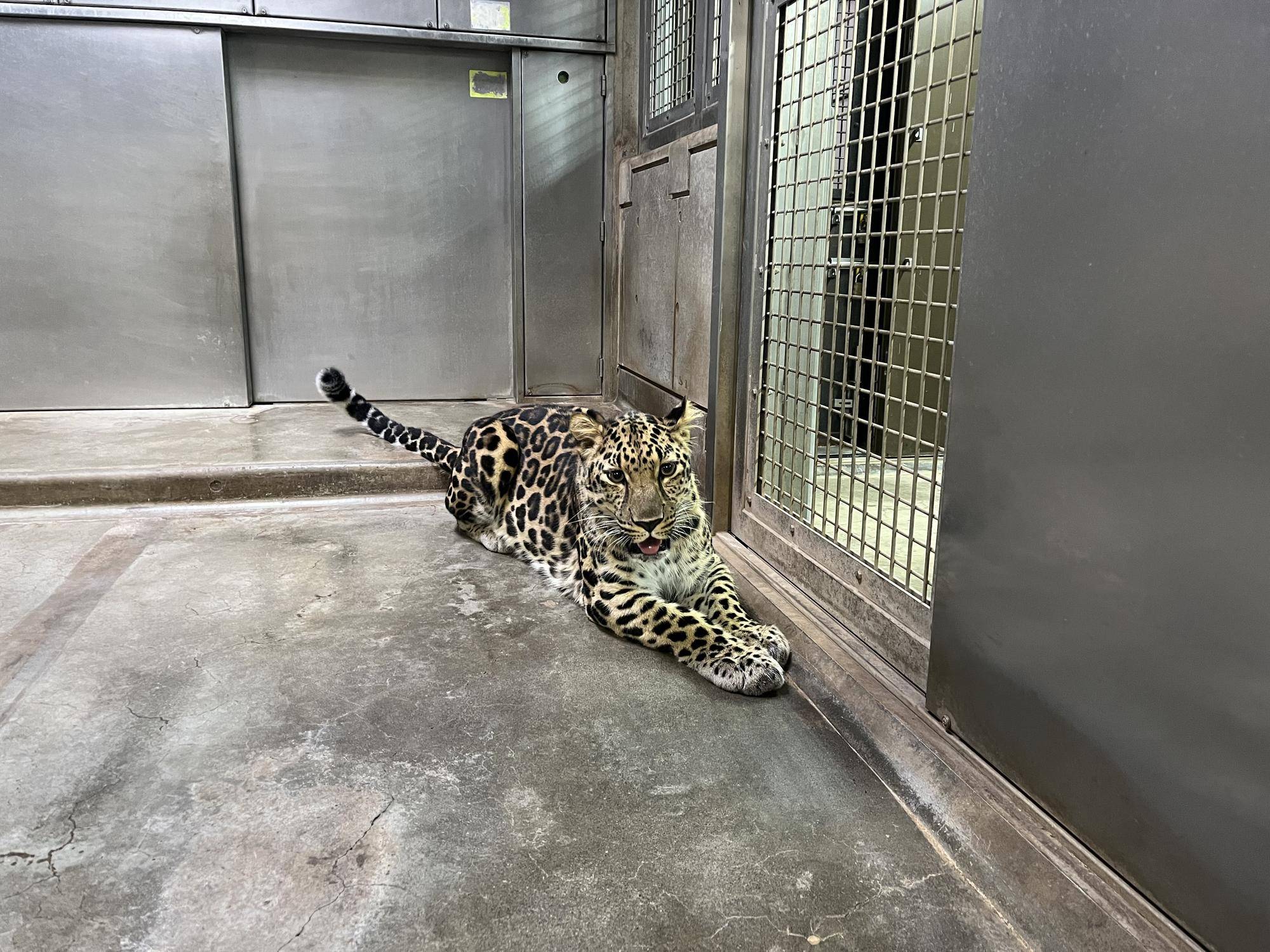 アムールヒョウのトライ (2).jpg
