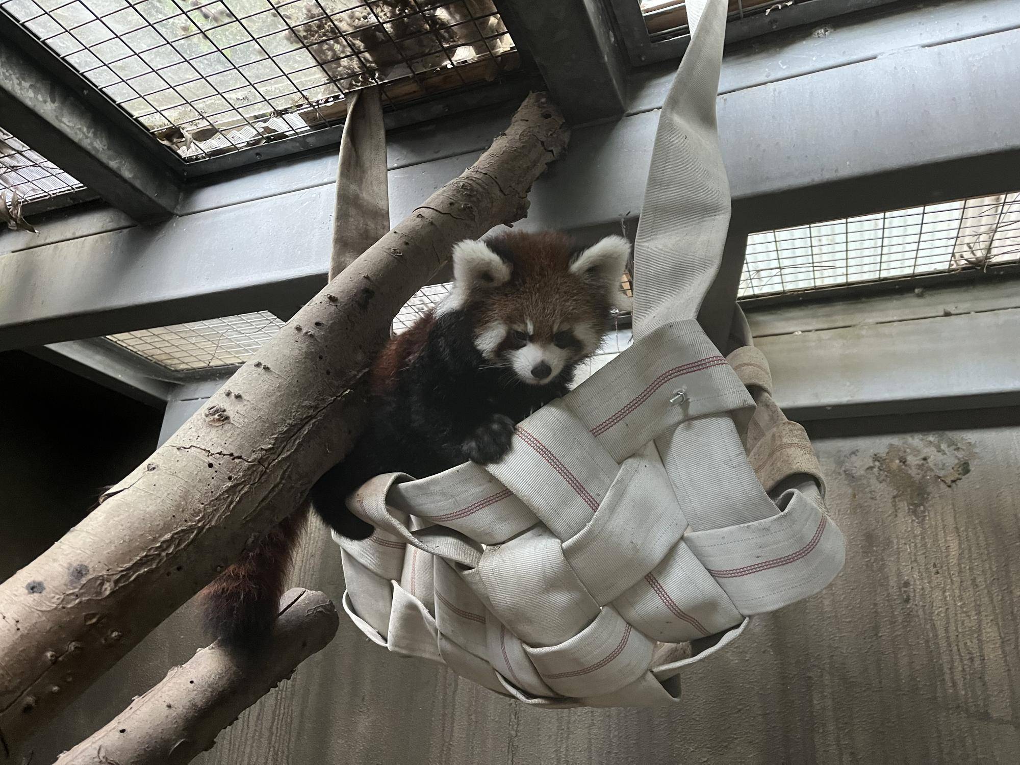 ハンモックデビュー.jpg