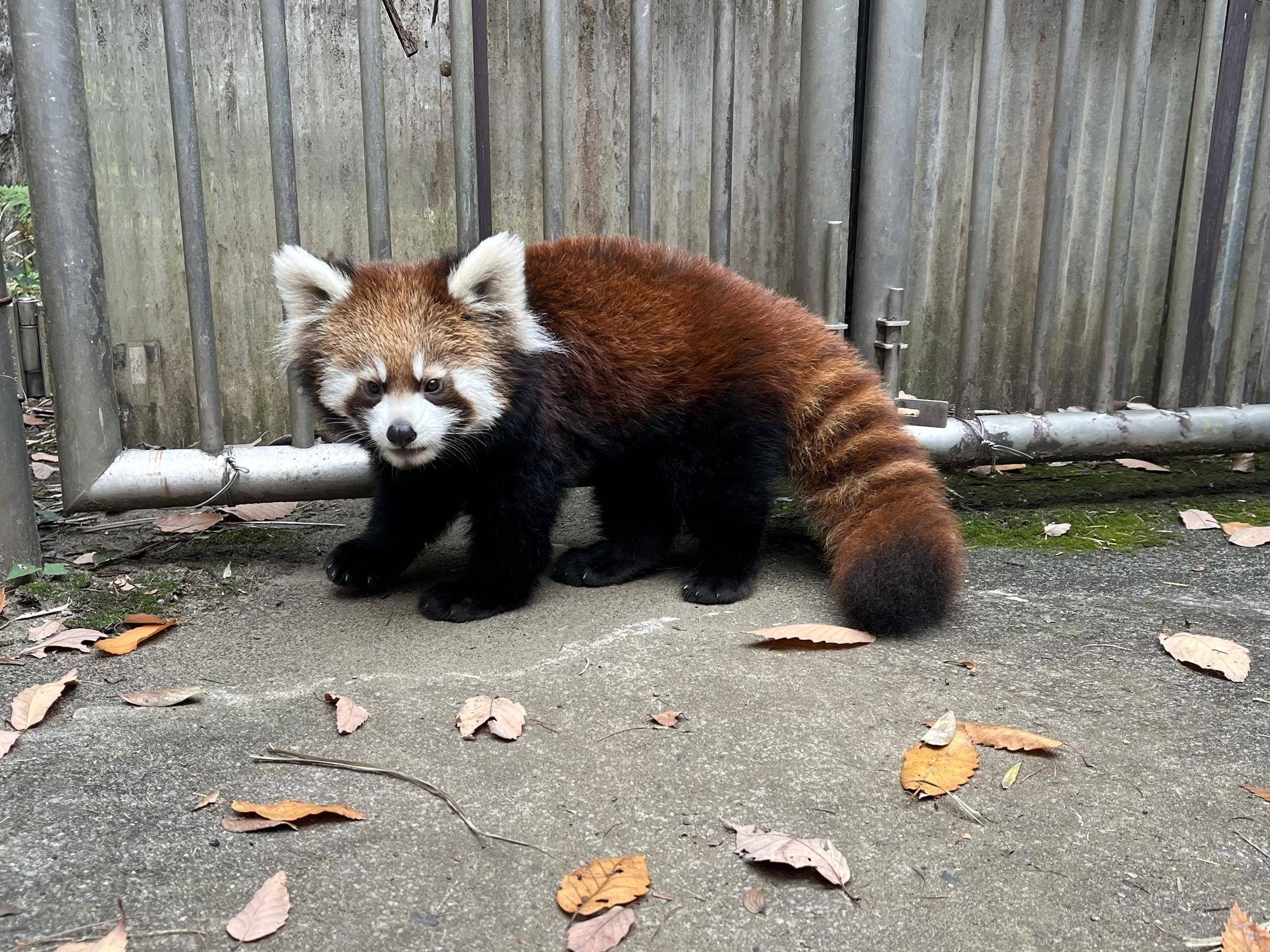 11月7日 自然哺育.jpg