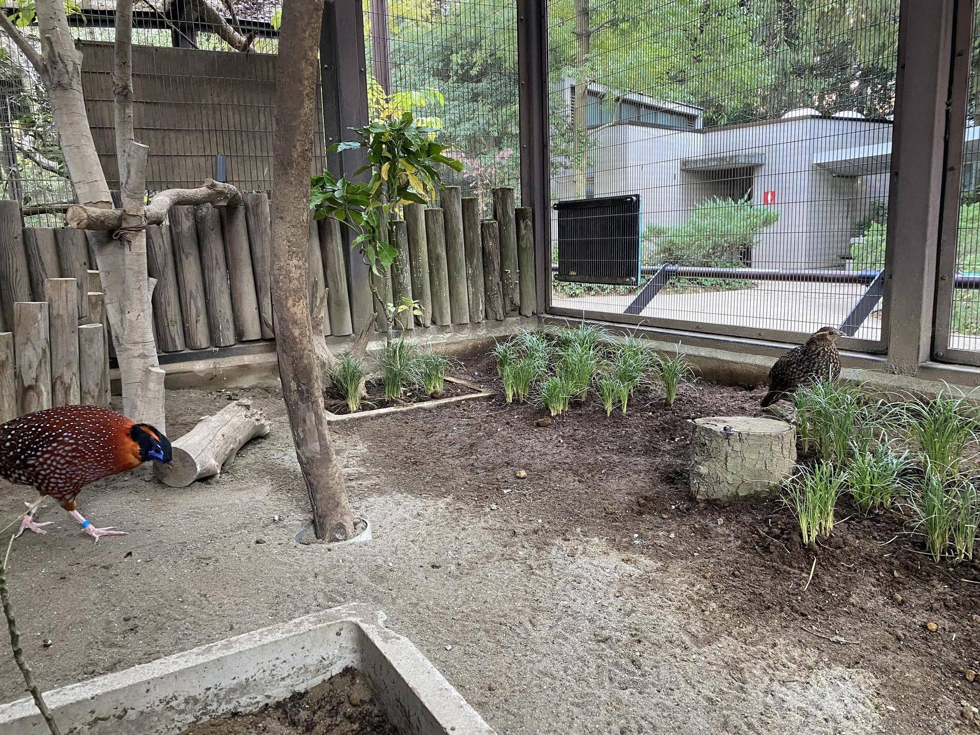 ベニジュケイの展示場 (2).jpg