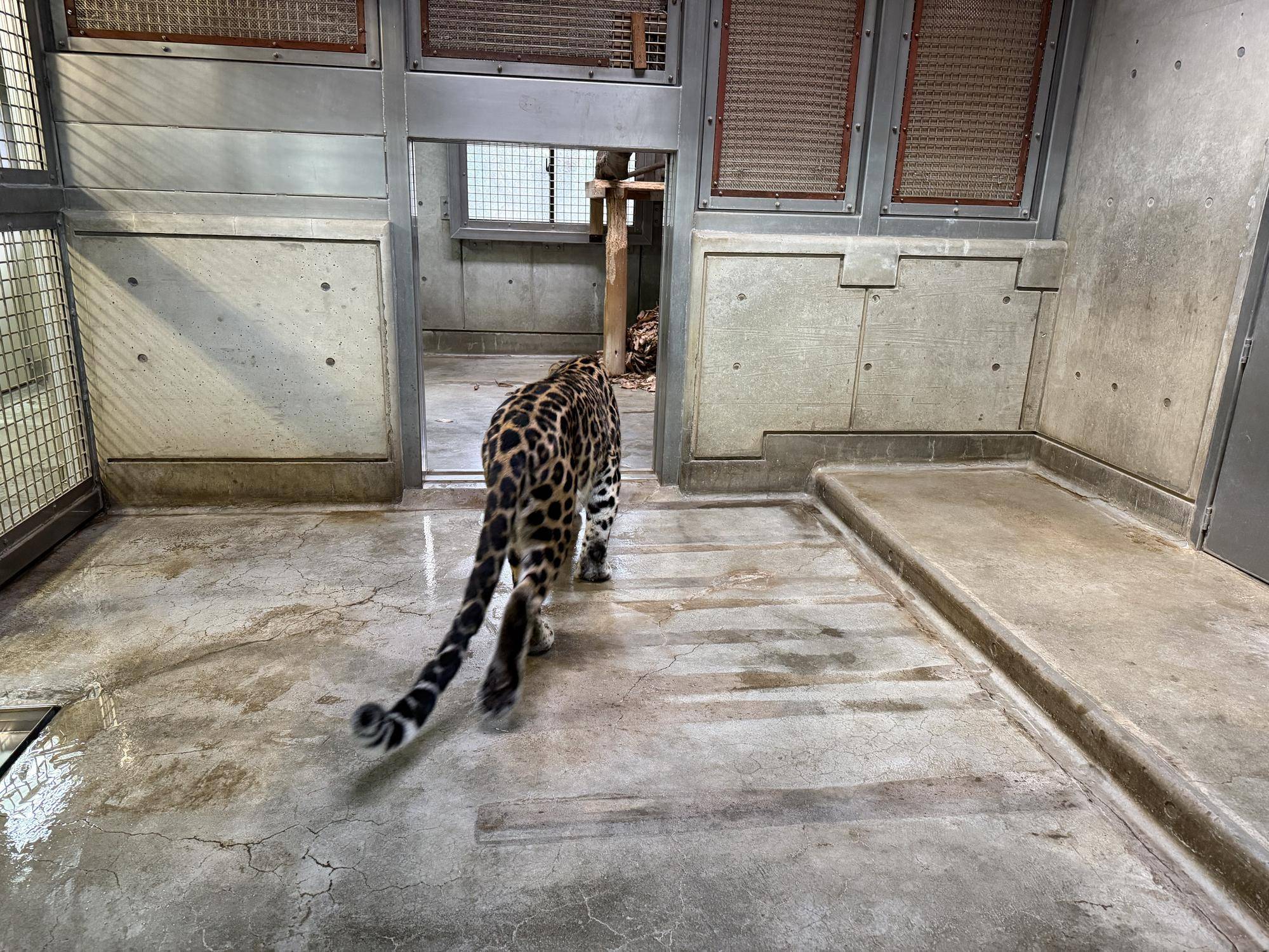 トライ、落ち葉に近づく (1).jpg