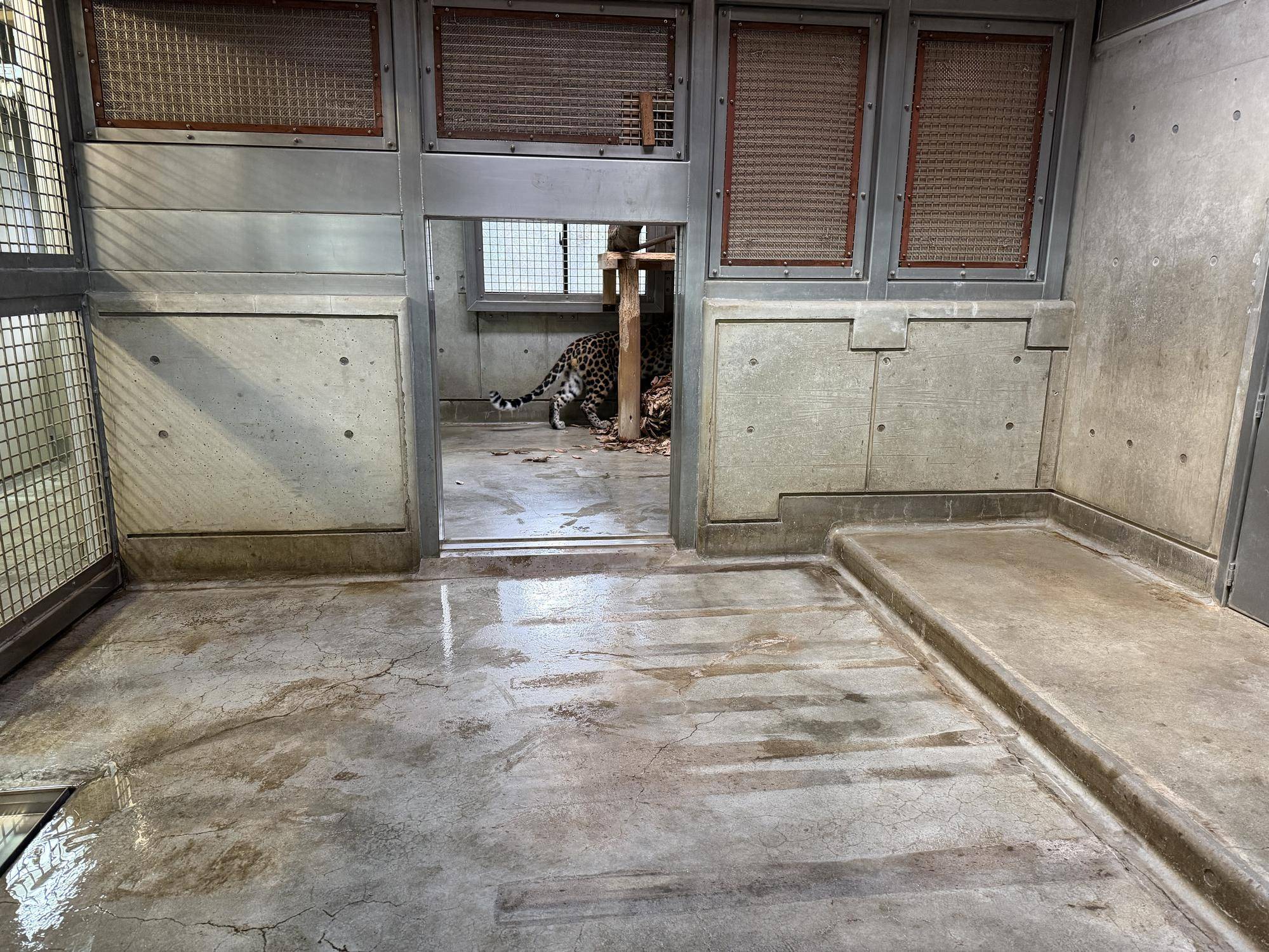 トライ、落ち葉に近づく (3).jpg