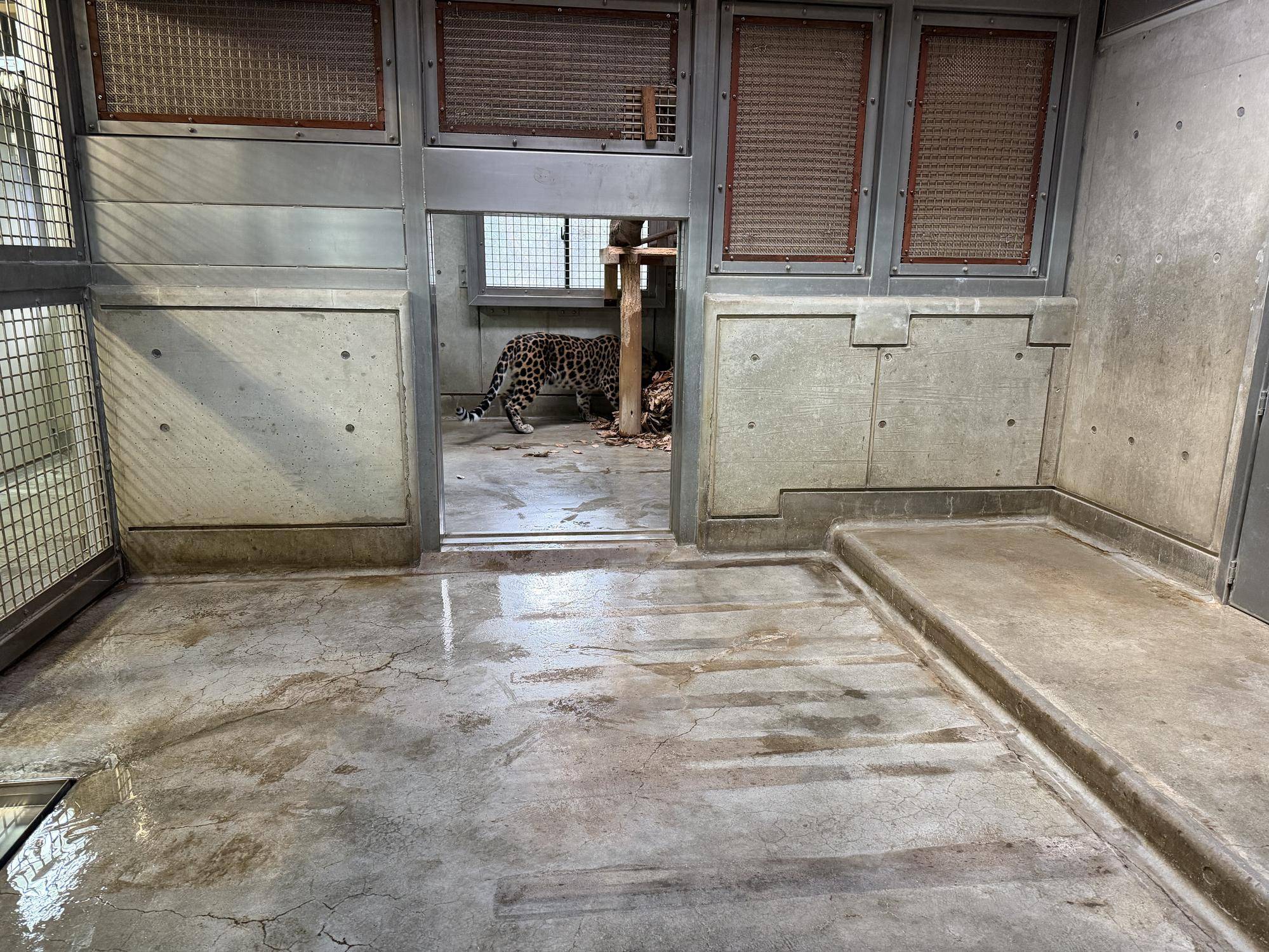 トライ、落ち葉に近づく (2).jpg