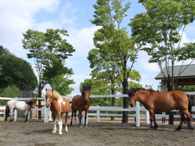 様々なウマの品種（ぱかぱか広場）.jpg