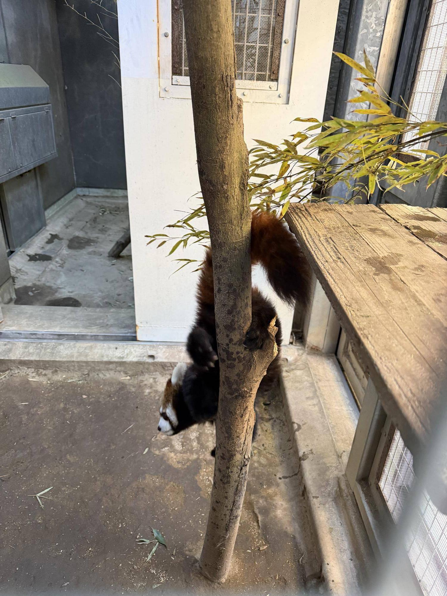 木から降りるミナト (6).jpg