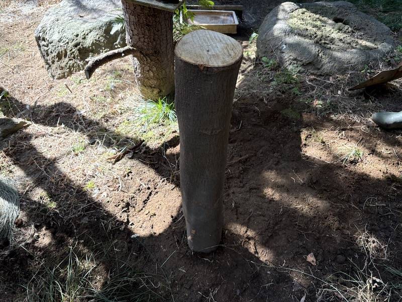 完成した切り株.jpeg