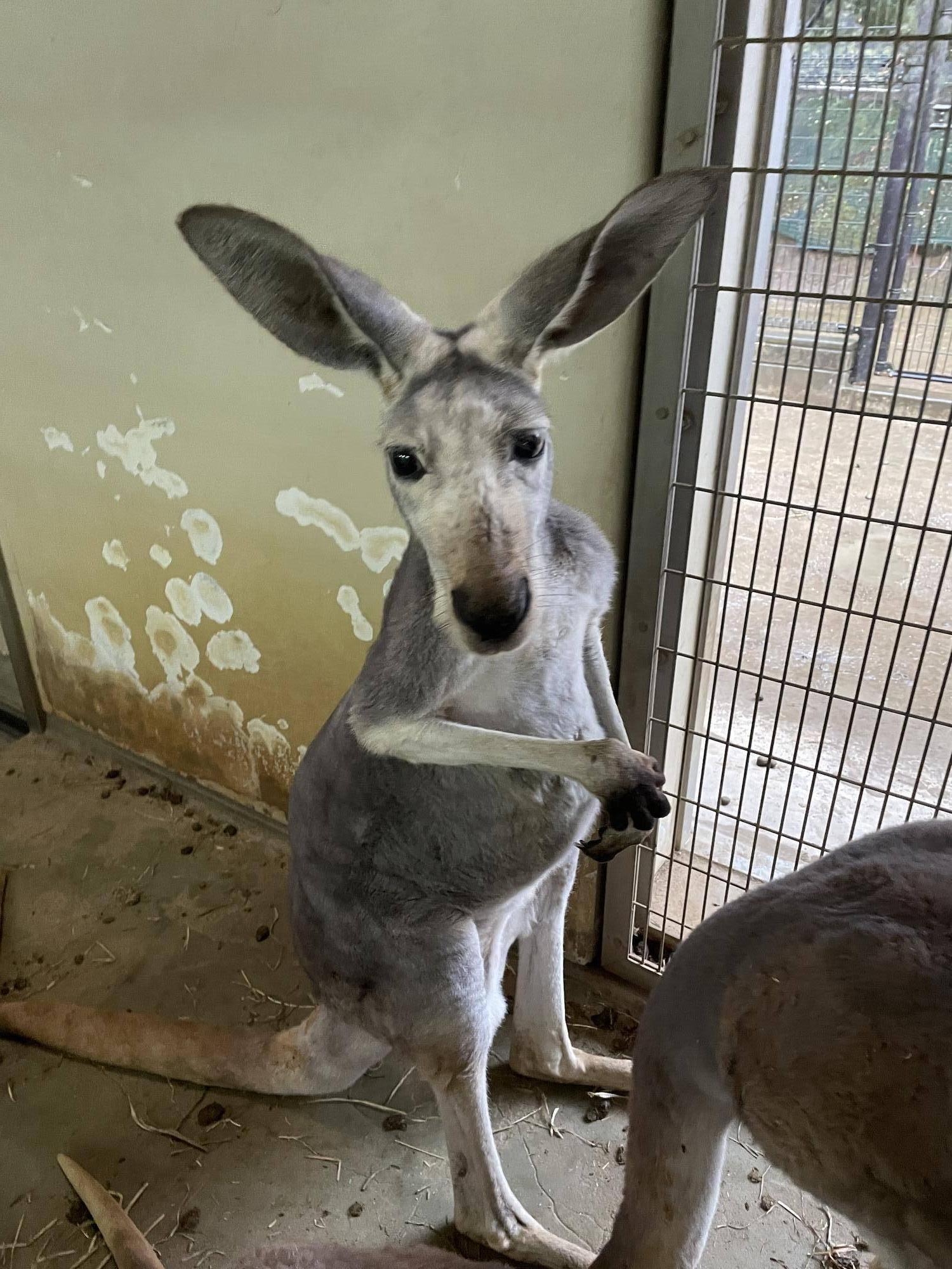 アカカンガルーのイッサ.jpg