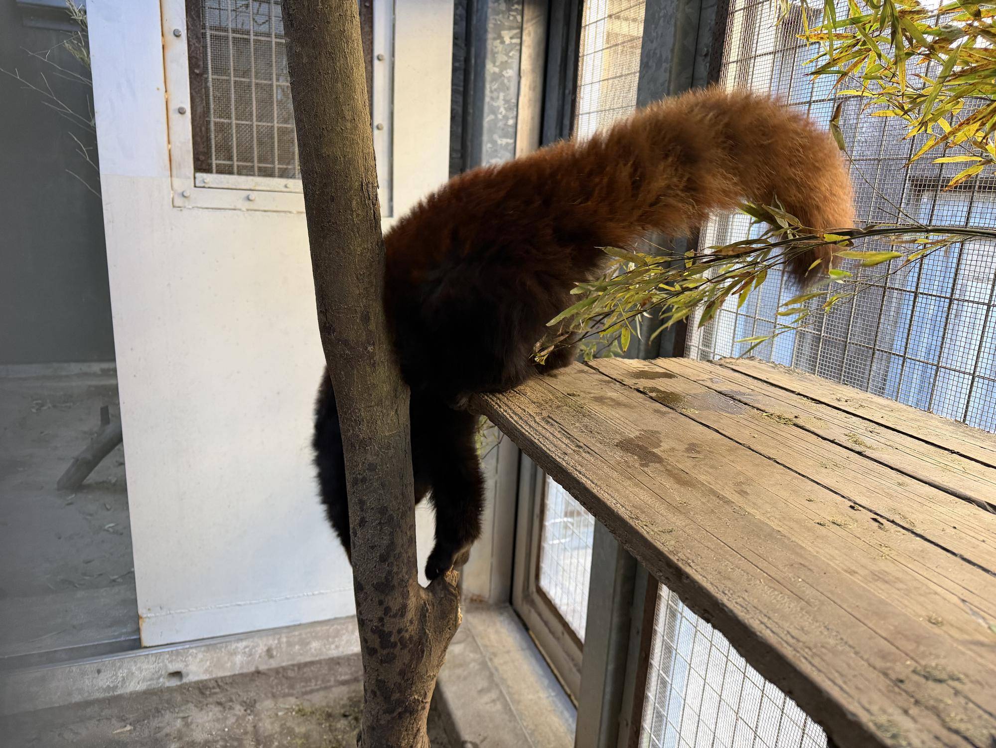 木から降りるミナト (7).jpg