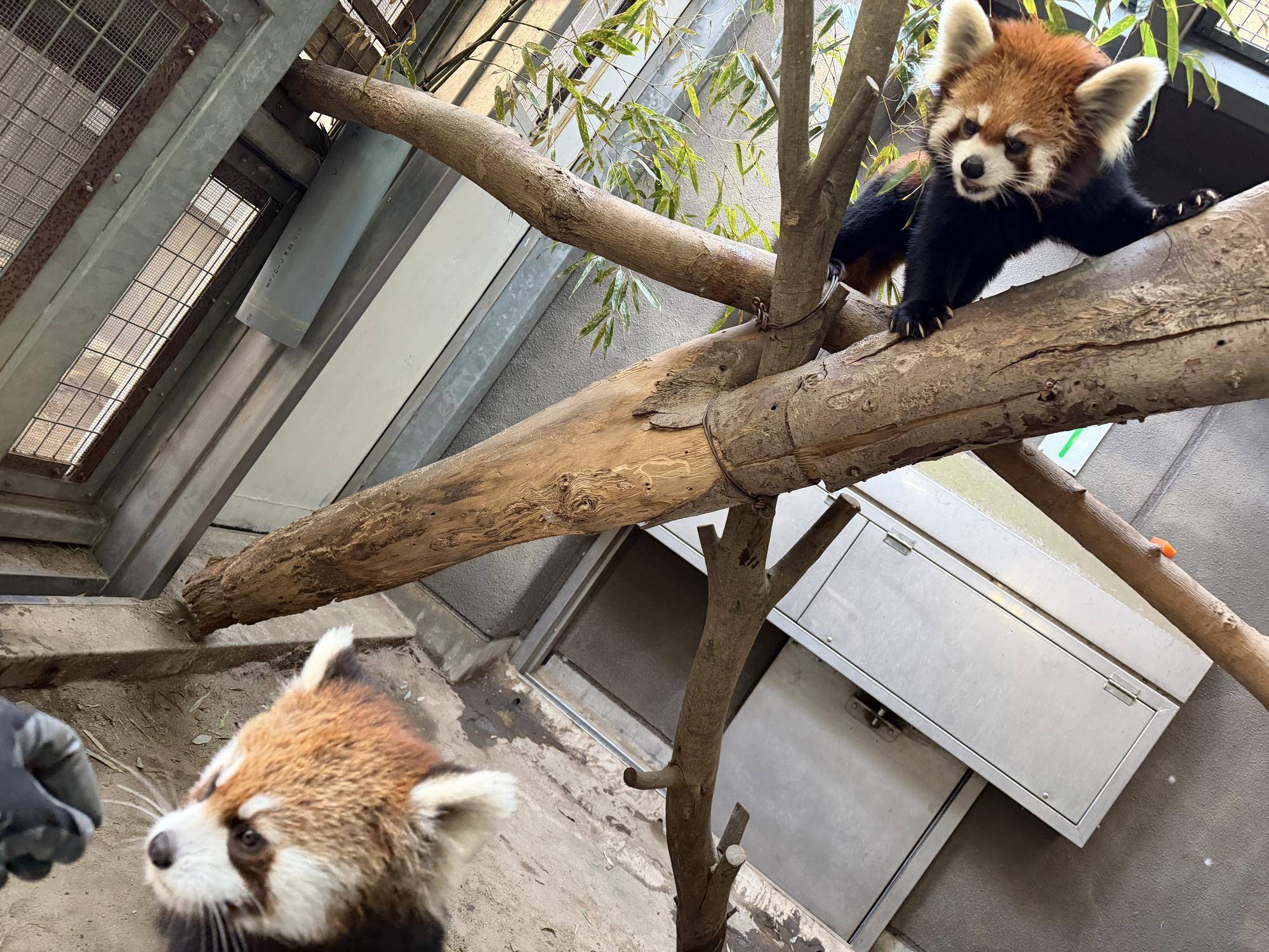 2月5日 キク・ミナト親子.jpg