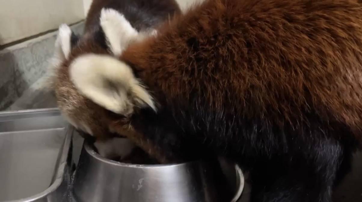 1月24日 キク・ミナト親子.jpg