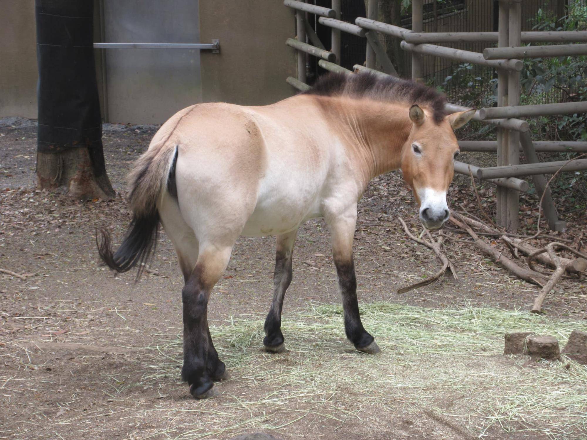 カルミア (2).jpg