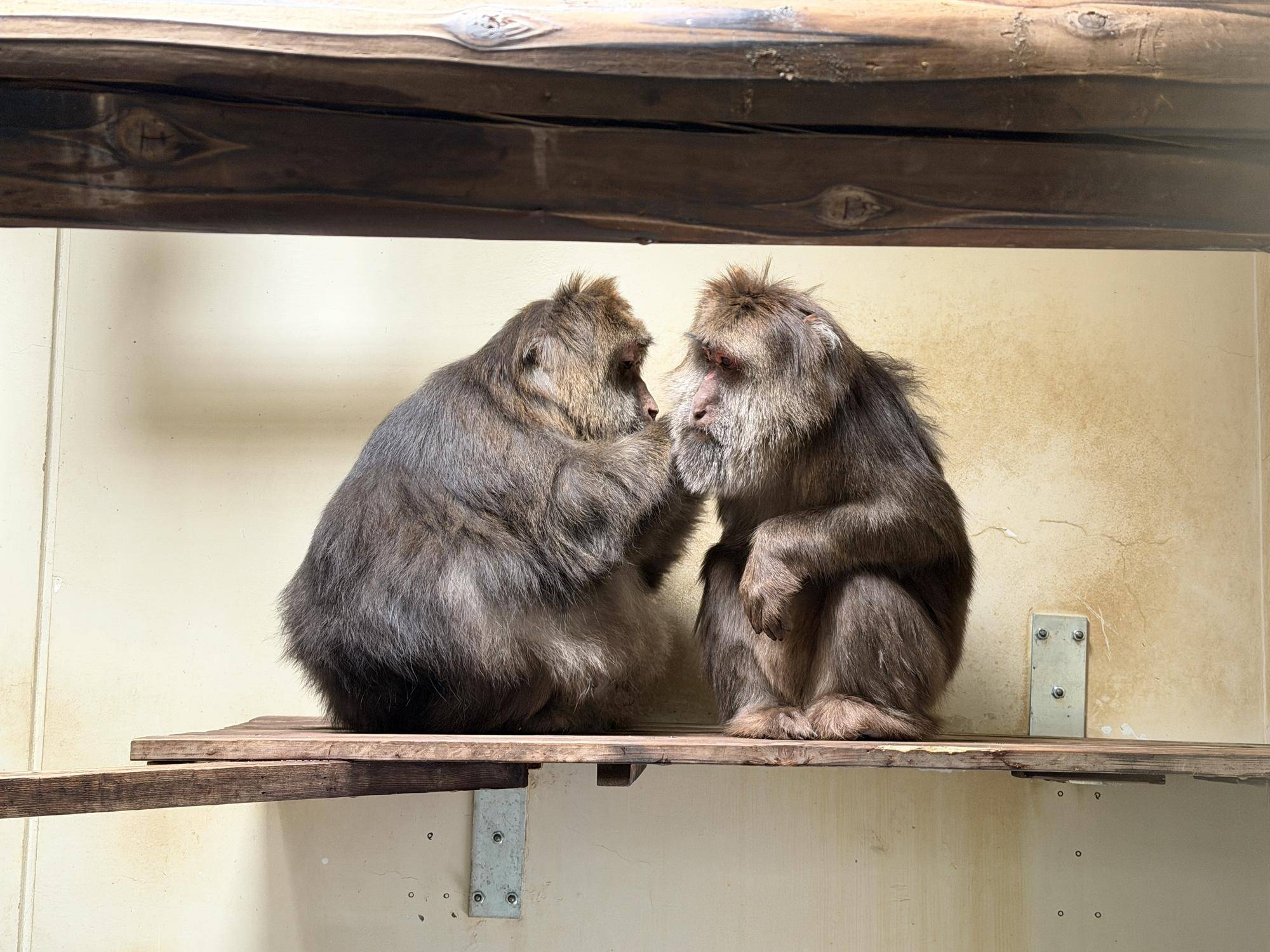 ミートとサム (2).jpg