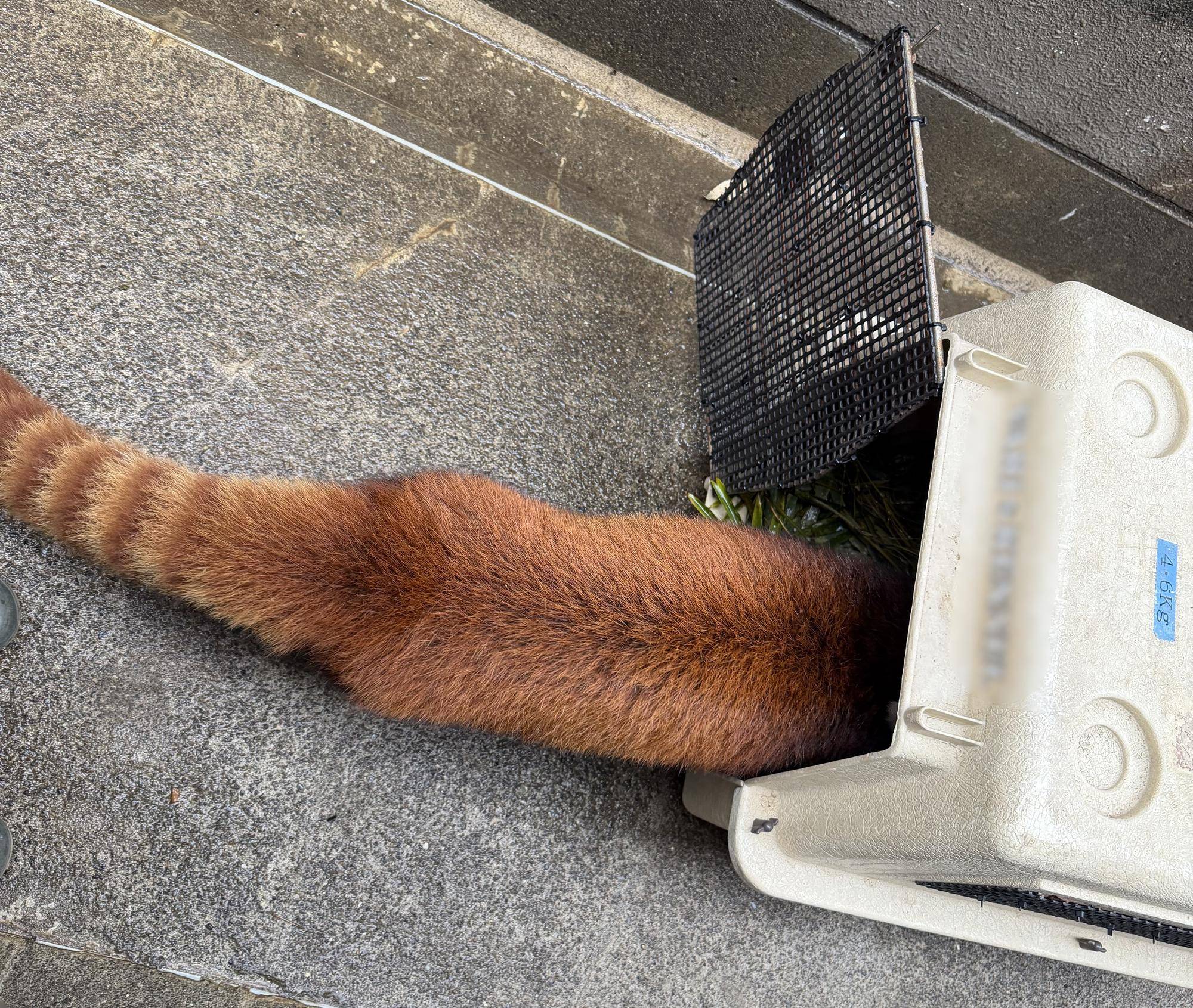 搬出当日　ヒナギク ２.jpg