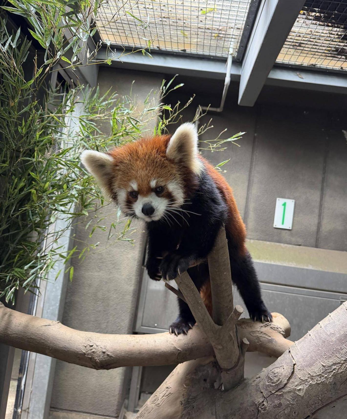 リンゴが欲しいキク.jpg