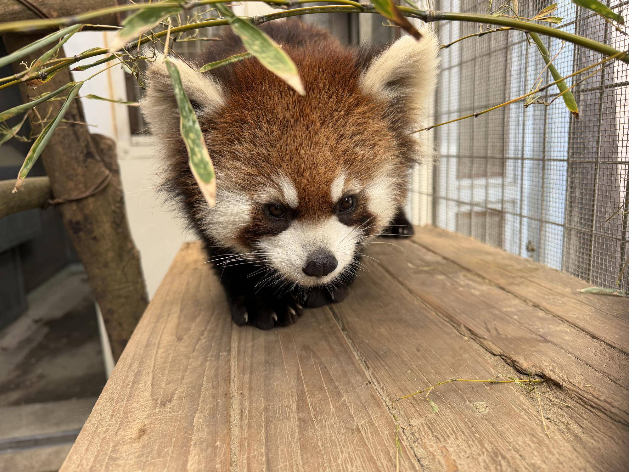 迫り来るミナト (1).jpg